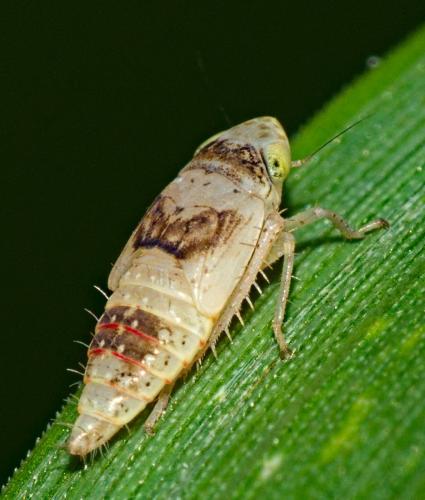 Réf. 327 125 : Euscelidius sp.